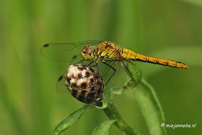 _DSC4679 Macro Limburg