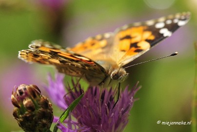 _DSC4690 Macro Limburg