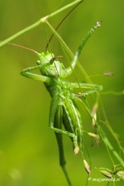 _DSC4727a Macro Limburg