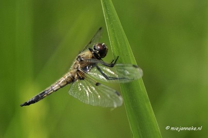 _DSC4745 Macro Limburg