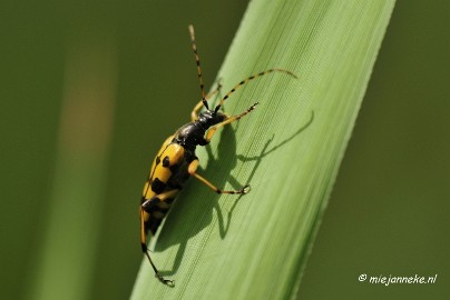 _DSC4756 Macro Limburg