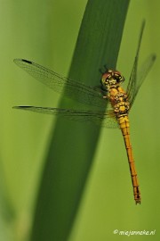 _DSC4770 Macro Limburg