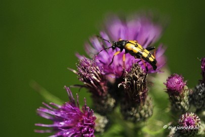 _DSC4784 Macro Limburg