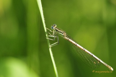 juffer3 Macro Limburg