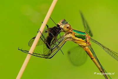 prooi1 Macro Limburg