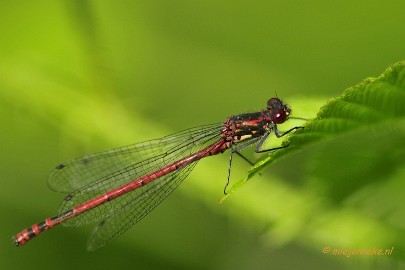 vuurjuffer Macro Limburg