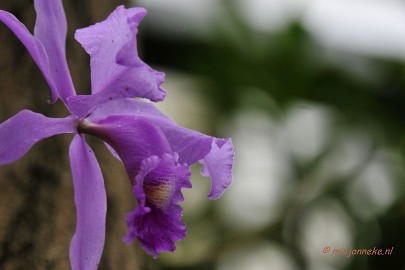 _DSC8384 Orchidee kwekerij