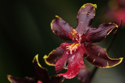 _DSC8390 Orchidee kwekerij