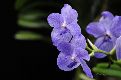 _DSC8392 Orchidee kwekerij