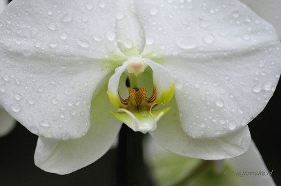 _DSC8395 Orchidee kwekerij