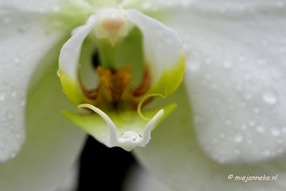 _DSC8397 Orchidee kwekerij