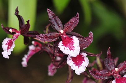 _DSC8421 Orchidee kwekerij