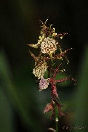 _DSC8425 Orchidee kwekerij