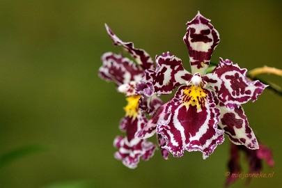 _DSC8459 Orchidee kwekerij