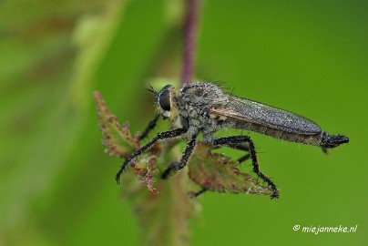 _DSC5604 Rondje Brabant