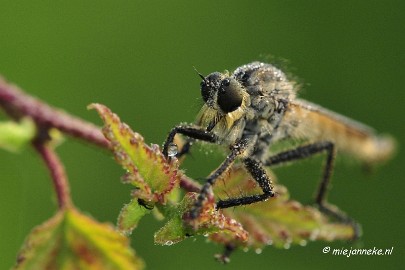 _DSC5638 Rondje Brabant