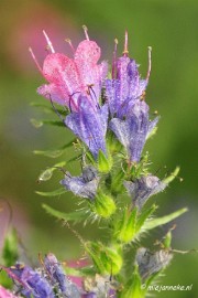 _DSC5827 Rondje Brabant