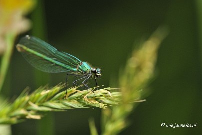 _DSC5832 Rondje Brabant