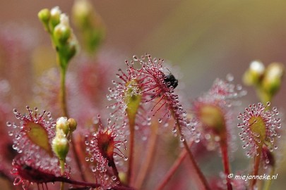 rood2 Rondje Brabant