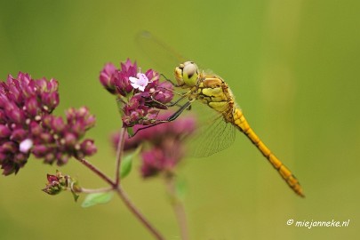 _DSC6139 Appelzak