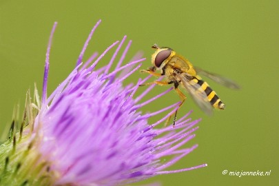 _DSC6206 Appelzak