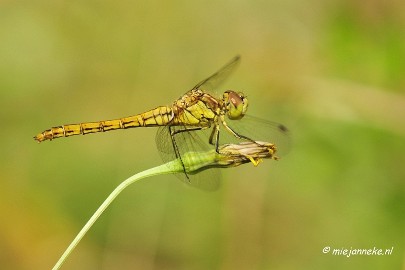 _DSC6227 Appelzak