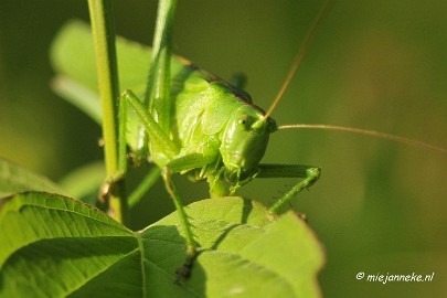 _DSC6324 Appelzak