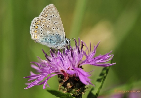 Macro Limburg