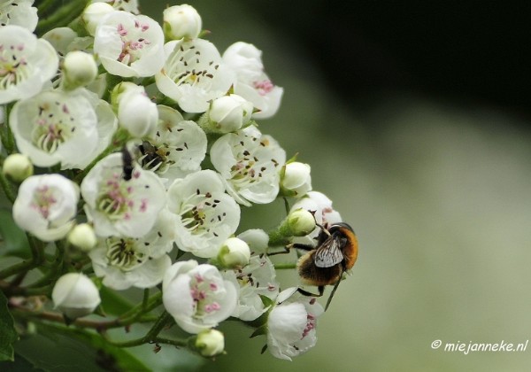 Macro in de Oostvaarders plassen