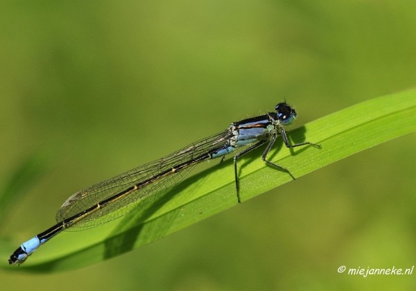 Tiengemeten