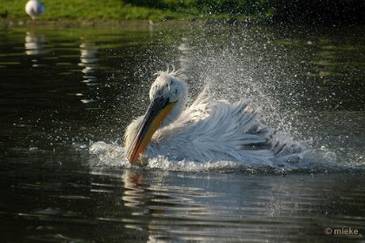 mieke10 April 2012 Beweging