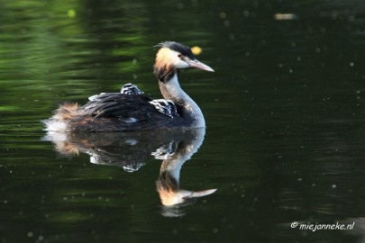 DSC_2133 Fuut met jonge