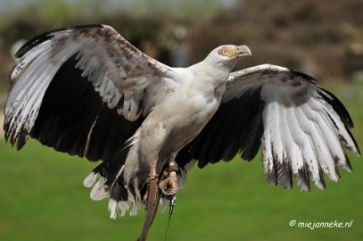 _DSC7419 Roofvogelshow Beekse Bergen