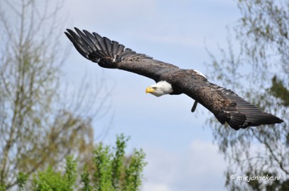 _DSC7458 Roofvogelshow Beekse Bergen