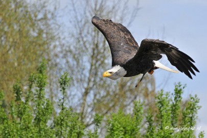 _DSC7459 Roofvogelshow Beekse Bergen