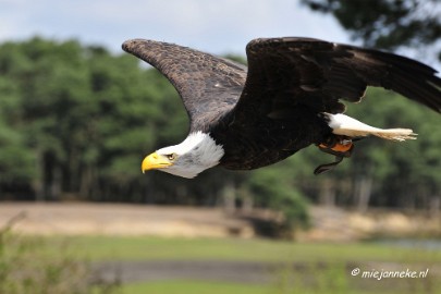 _DSC7461 Roofvogelshow Beekse Bergen