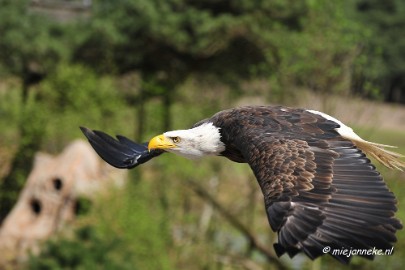 _DSC7462 Roofvogelshow Beekse Bergen