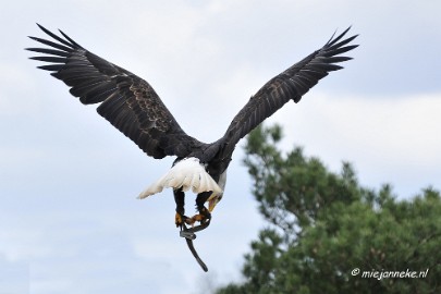 _DSC7598 Roofvogelshow Beekse Bergen