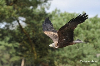 _DSC7714 Roofvogelshow Beekse Bergen