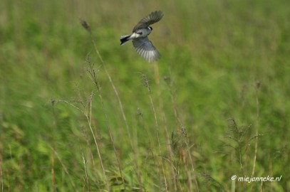 _DSC3784 Tiengemeten