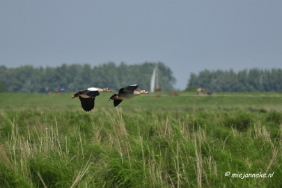 _DSC3800 Tiengemeten