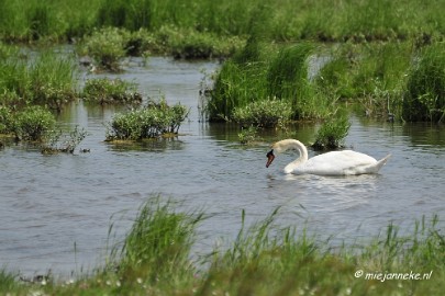 _DSC4051 Tiengemeten