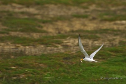 _DSC9681 Breskens