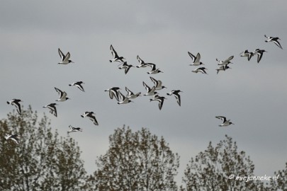 _DSC9687 Breskens