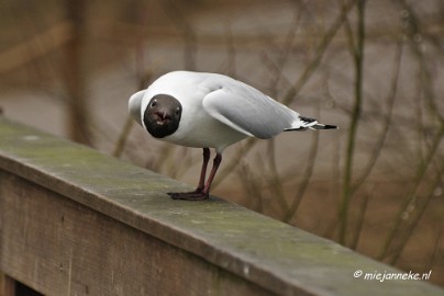 BB 16 maart 2013 40 Vogels Beekse Bergen