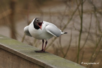 BB 16 maart 2013 41 Vogels Beekse Bergen