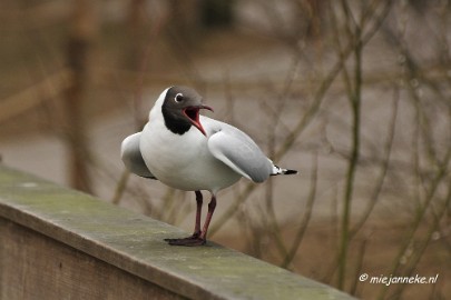 BB 16 maart 2013 42 Vogels Beekse Bergen