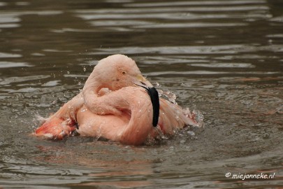 BB 16 maart 2013 47 Vogels Beekse Bergen