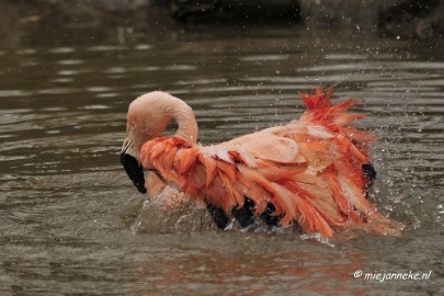 BB 16 maart 2013 50 Vogels Beekse Bergen