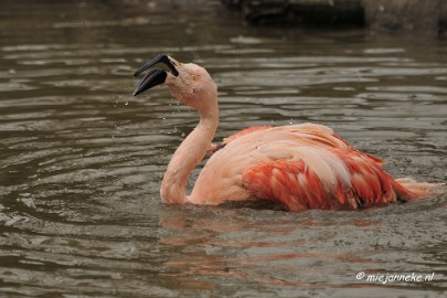 BB 16 maart 2013 51 Vogels Beekse Bergen